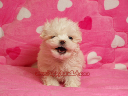 maltese puppy